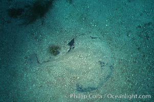 Pacific torpedo ray in sand, Catalina, Tetronarce californica, Torpedo californica, Catalina Island