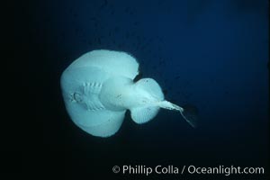 Pacific torpedo ray, Farnsworth Banks, Catalina, Tetronarce californica, Torpedo californica, Catalina Island