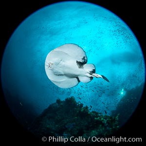 Pacific torpedo ray Tetronarce californica, amidst huge schools of fish and baitfish, Farnsworth Banks, Catalina Island. This electric ray will shock the hell out of you if you are not careful, Tetronarce californica, Torpedo californica