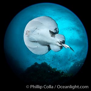 Pacific torpedo ray Tetronarce californica, amidst huge schools of fish and baitfish, Farnsworth Banks, Catalina Island. This electric ray will shock the hell out of you if you are not careful, Tetronarce californica, Torpedo californica