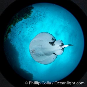 Pacific torpedo ray Tetronarce californica, amidst huge schools of fish and baitfish, Farnsworth Banks, Catalina Island. This electric ray will shock the hell out of you if you are not careful, Tetronarce californica, Torpedo californica