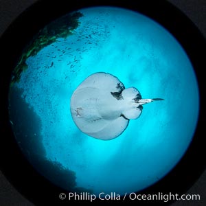 Pacific torpedo ray Tetronarce californica, amidst huge schools of fish and baitfish, Farnsworth Banks, Catalina Island. This electric ray will shock the hell out of you if you are not careful, Tetronarce californica, Torpedo californica