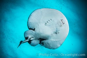 Pacific torpedo ray Tetronarce californica, amidst huge schools of fish and baitfish, Farnsworth Banks, Catalina Island. This electric ray will shock the hell out of you if you are not careful, Tetronarce californica, Torpedo californica