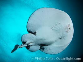 Pacific torpedo ray Tetronarce californica, amidst huge schools of fish and baitfish, Farnsworth Banks, Catalina Island. This electric ray will shock the hell out of you if you are not careful, Tetronarce californica, Torpedo californica