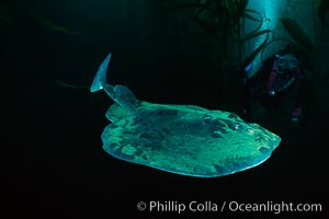 Pacific torpedo ray, Tetronarce californica, Torpedo californica, Santa Rosa Island