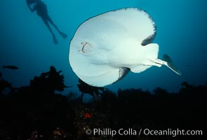 Pacific torpedo ray, Farnsworth Banks, Tetronarce californica, Torpedo californica, Catalina Island