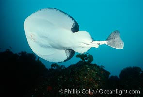 Pacific torpedo ray, Farnsworth Banks, Tetronarce californica, Torpedo californica, Catalina Island