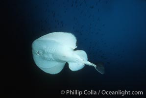 Pacific torpedo ray, Farnsworth Banks, Catalina, Tetronarce californica, Torpedo californica, Catalina Island