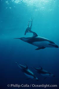 Pacific white sided dolphin, Lagenorhynchus obliquidens, San Diego, California
