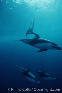 Pacific white sided dolphin, Lagenorhynchus obliquidens, San Diego, California