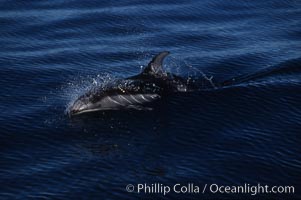 Pacific white sided dolphin, Monterey, Lagenorhynchus obliquidens, San Diego, California