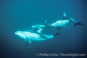 Pacific white sided dolphin, Lagenorhynchus obliquidens, Monterey, California