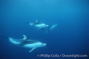 Pacific white sided dolphin, Lagenorhynchus obliquidens, San Diego, California