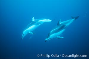 Pacific white sided dolphin, Lagenorhynchus obliquidens, San Diego, California