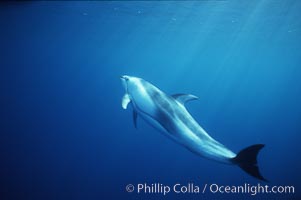 Pacific white sided dolphin, Lagenorhynchus obliquidens, San Diego, California