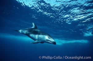 Pacific white sided dolphin, Lagenorhynchus obliquidens, San Diego, California