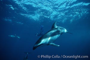 Pacific white sided dolphin, Lagenorhynchus obliquidens, San Diego, California