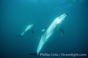 Pacific white sided dolphin, Lagenorhynchus obliquidens, San Diego, California