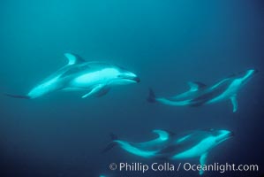 Pacific white sided dolphin, Lagenorhynchus obliquidens, San Diego, California