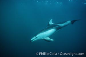 Pacific white sided dolphin, Lagenorhynchus obliquidens, San Diego, California