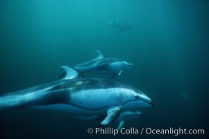 Pacific white sided dolphin, Lagenorhynchus obliquidens, San Diego, California