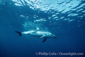 Pacific white sided dolphin. San Diego, California, USA, Lagenorhynchus obliquidens, natural history stock photograph, photo id 04955
