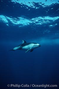 Pacific white sided dolphin, Lagenorhynchus obliquidens, San Diego, California