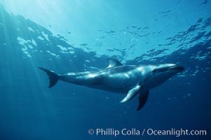 Pacific white sided dolphin, Lagenorhynchus obliquidens, San Diego, California