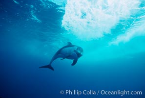 Pacific white sided dolphin, Lagenorhynchus obliquidens, San Diego, California