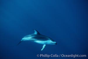 Pacific white sided dolphin, Lagenorhynchus obliquidens, San Diego, California