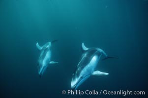 Pacific white sided dolphin. San Diego, California, USA, Lagenorhynchus obliquidens, natural history stock photograph, photo id 04960