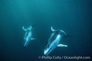 Pacific white sided dolphin, Lagenorhynchus obliquidens, San Diego, California