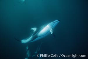 Pacific white sided dolphin. San Diego, California, USA, Lagenorhynchus obliquidens, natural history stock photograph, photo id 04961