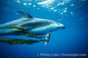 Pacific white sided dolphin carrying drift kelp, Lagenorhynchus obliquidens, San Diego, California