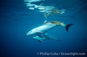 Pacific white sided dolphin, Kelp carry, Lagenorhynchus obliquidens, San Diego, California