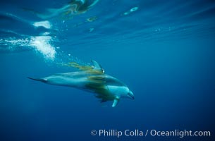 Pacific white sided dolphin, carrying drift kelp, Lagenorhynchus obliquidens, San Diego, California