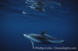 Pacific white sided dolphin, Lagenorhynchus obliquidens, San Diego, California