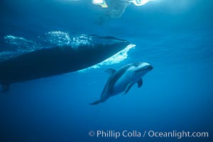 Pacific white sided dolphin, Lagenorhynchus obliquidens, San Diego, California