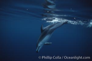 Pacific white sided dolphin, Lagenorhynchus obliquidens, San Diego, California