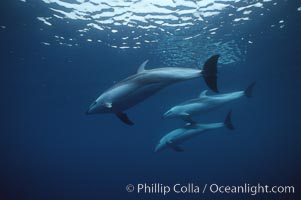 Pacific white sided dolphin, Lagenorhynchus obliquidens, San Diego, California