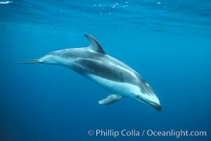 Pacific white sided dolphin, Lagenorhynchus obliquidens, San Diego, California