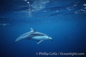 Pacific white sided dolphin, Lagenorhynchus obliquidens, San Diego, California