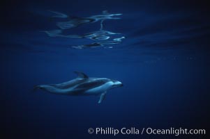 Pacific white sided dolphin, Lagenorhynchus obliquidens, San Diego, California