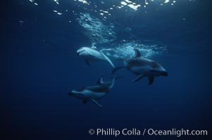 Pacific white sided dolphin, Lagenorhynchus obliquidens, San Diego, California