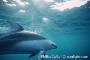 Pacific white sided dolphin, Lagenorhynchus obliquidens, San Diego, California