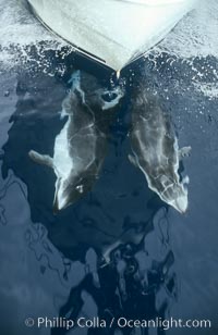 Pacific white sided dolphin, Lagenorhynchus obliquidens, San Diego, California