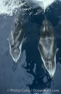 Pacific white sided dolphin, Lagenorhynchus obliquidens, San Diego, California