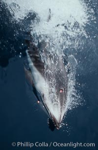 Pacific white sided dolphin, Lagenorhynchus obliquidens, San Diego, California