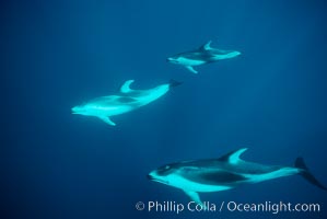 Pacific white sided dolphin, Lagenorhynchus obliquidens, San Diego, California