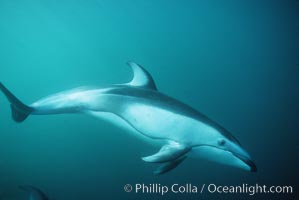 Pacific white sided dolphin, Lagenorhynchus obliquidens, Monterey, California